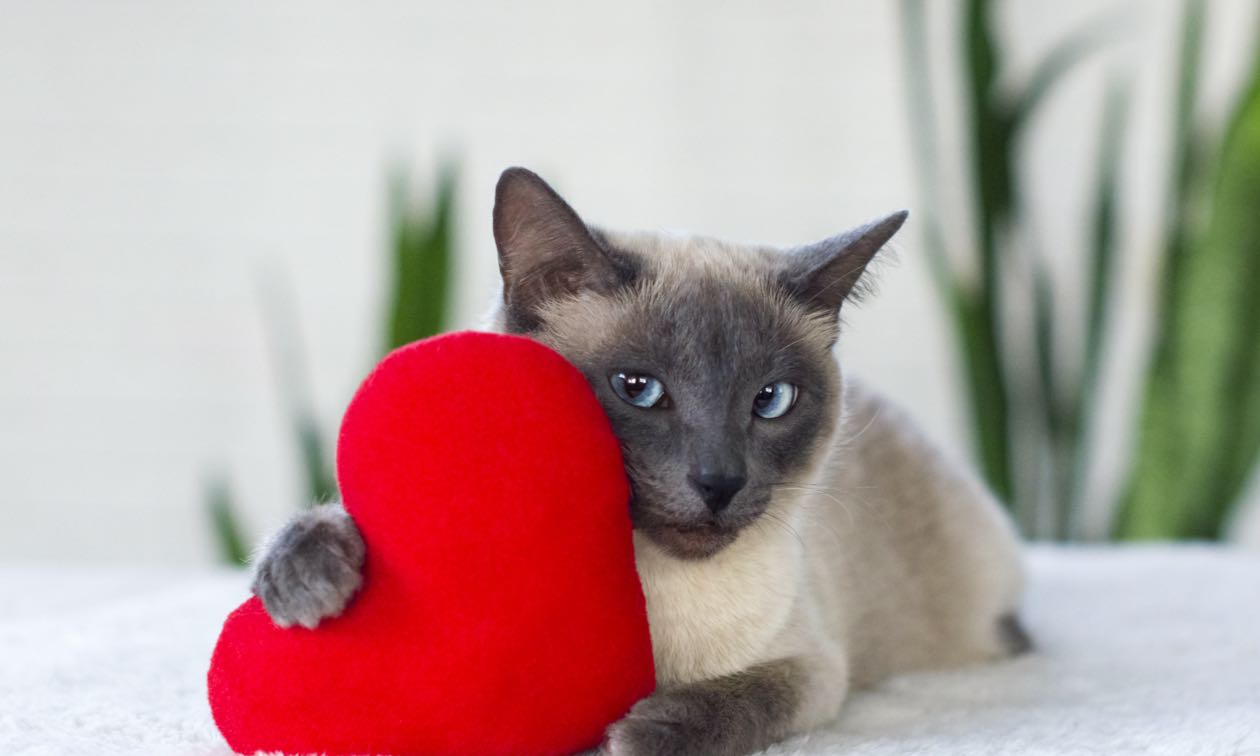 Cat Valentine